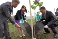 Сирень дружбы