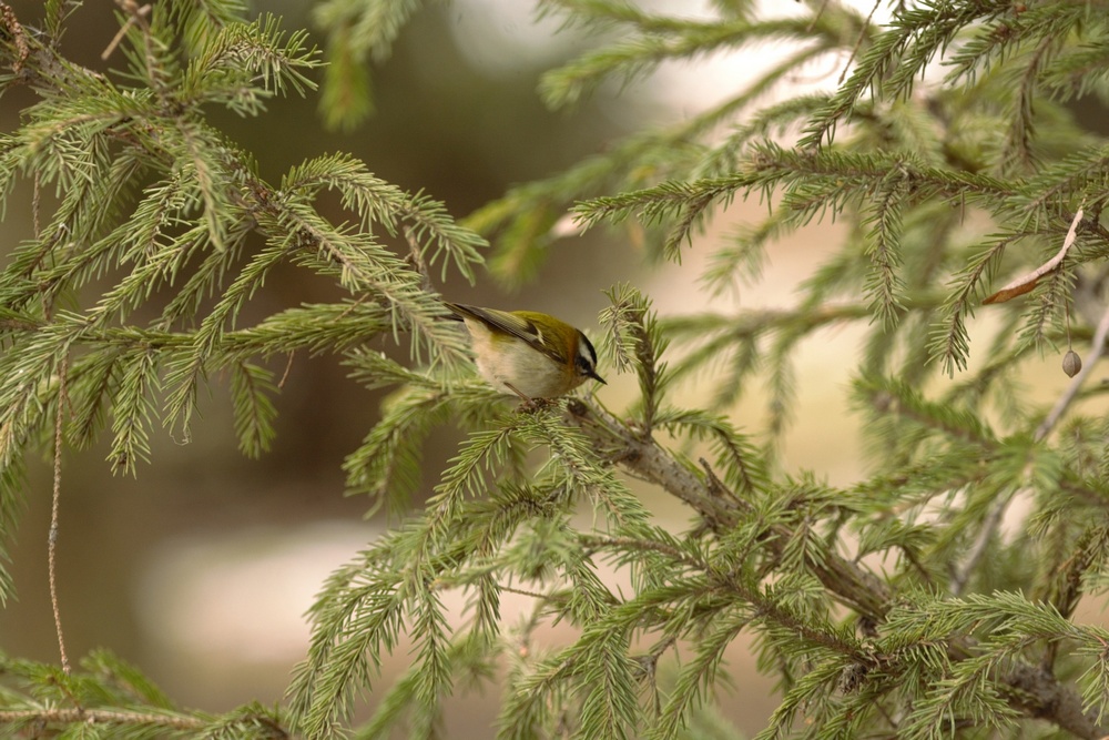 Сотрудница НИУ «БелГУ» заметила в Белгороде краснокнижную птицу