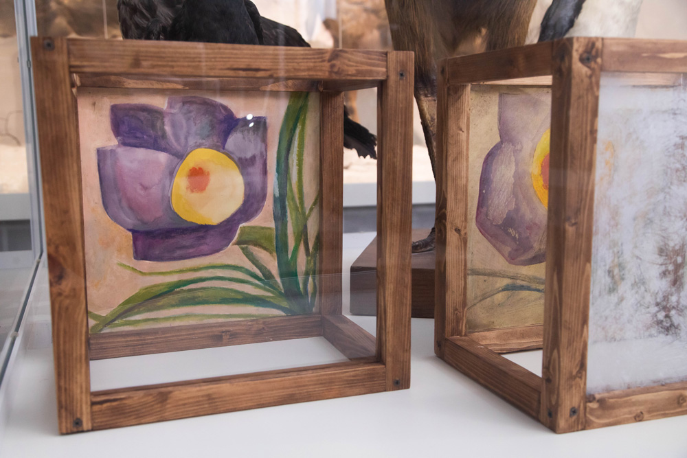 В НИУ «БелГУ» открылась выставка «Человек зелёный»