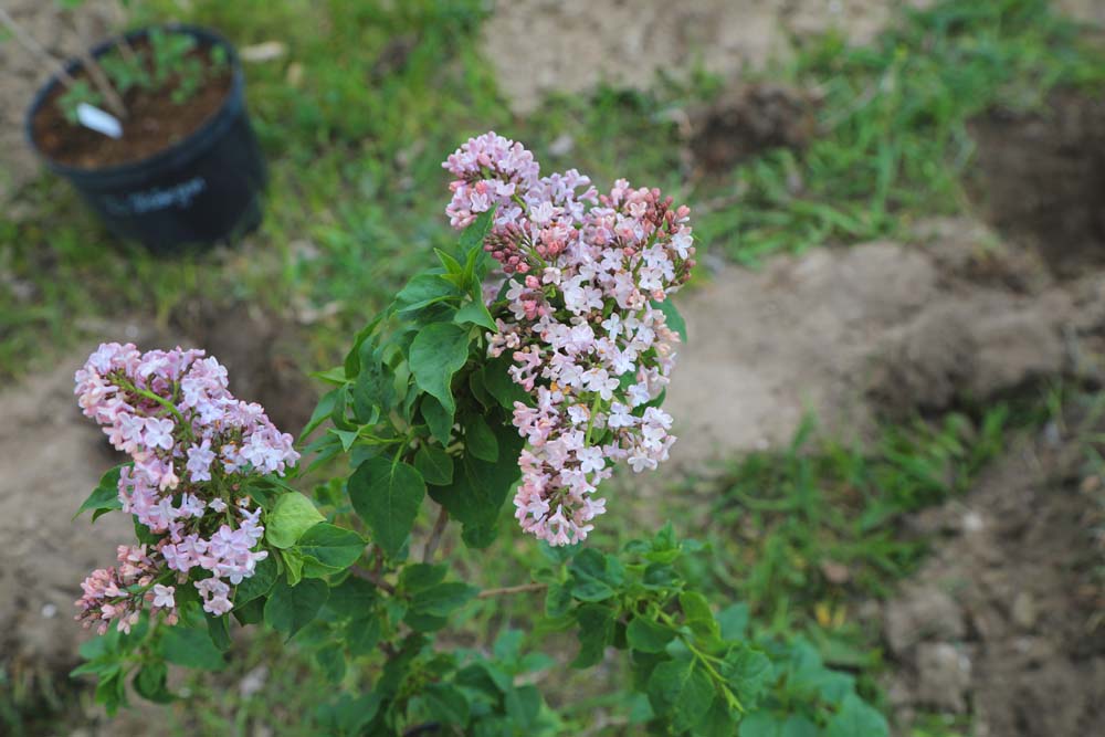 НИУ «БелГУ» присоединился к Международной акции «Сад памяти»