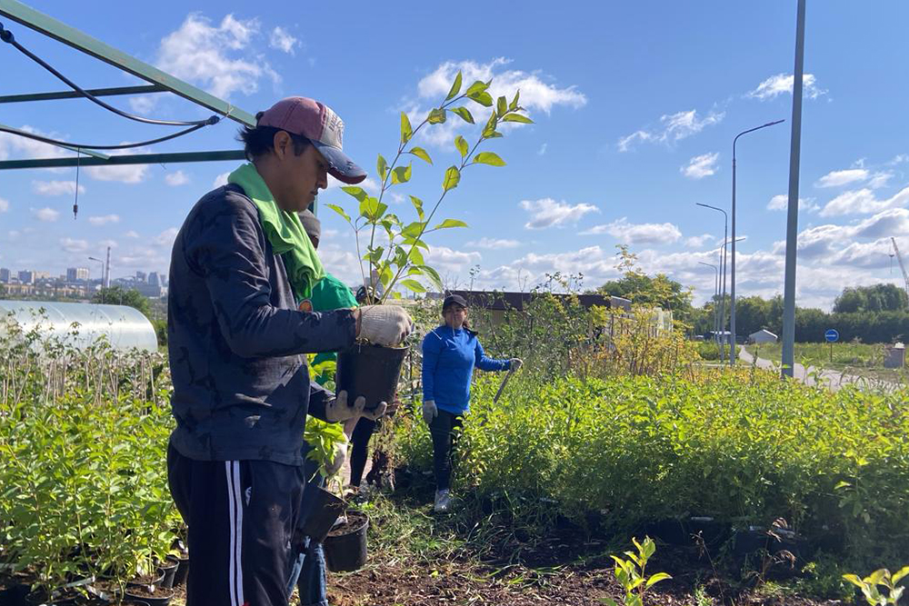 Иностранные студенты НИУ «БелГУ» работают в трудовых отрядах
